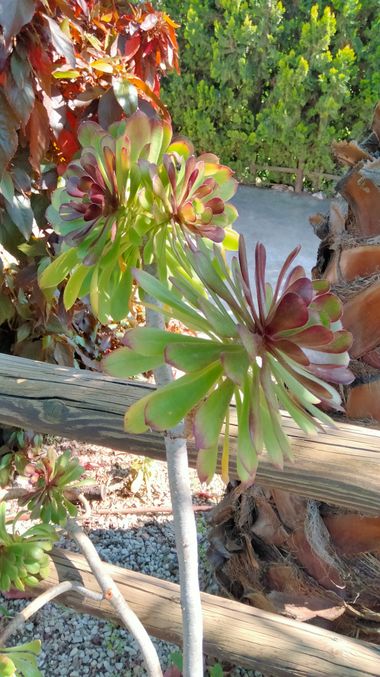 Solerantonio2 en Hamelin: Flora  (Benamargosa), Planta
