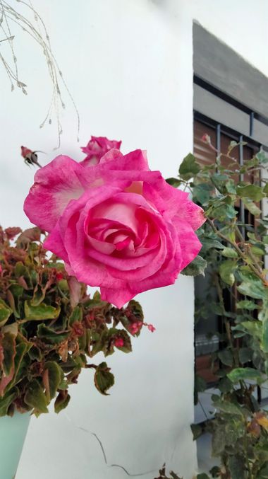 Solerantonio2 en Hamelin: Flora  (Turrillas), Rosas e jardin