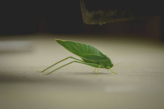 phjuaniito en Hamelin: Fauna  (Tandil), Una hoja con patas o un bicho como una hoja? #bicho #bug #naturaleza #tandil 
