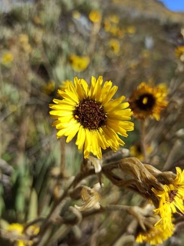Pisc.LopezMarce en Hamelin: Flora  (Güicán), Reichardia tingitana, #flora #paramo #naturalezacolombiana #hamelin #photooftheday #nature