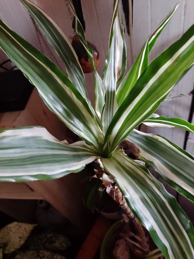 GrachuV. en Hamelin: Flora, Dracaena fragrans, 🪴🪴🪴🪴🪴