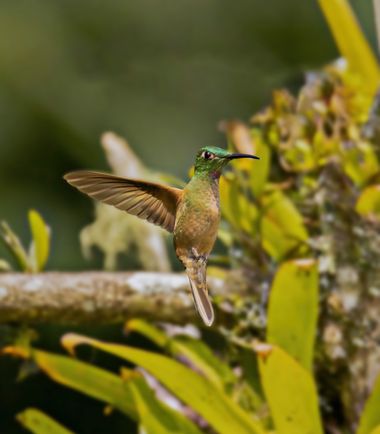 ogaviria.photography en Hamelin: Fauna  (Cali), Heliodoxa rubinoides (Bourcier & Mulsant, 1846), Les presento al brillante pechigamuza (Heliodoxa rubinoide...