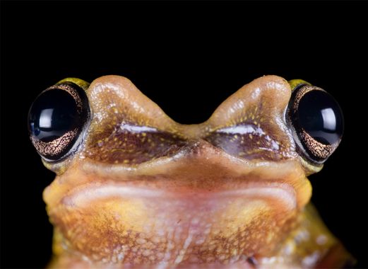 Omar Carax en Hamelin: Fauna, #fauna #hamelin #rana #anfibios 