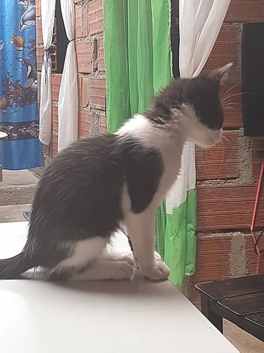 Xilena_Hesua en Hamelin: Fauna  (Medellín)