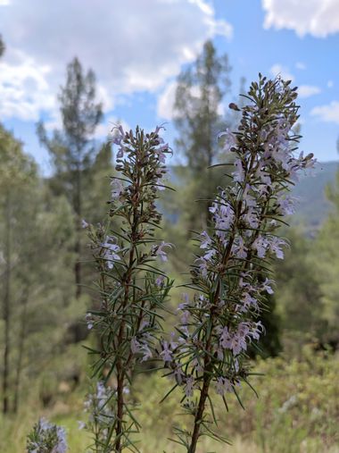 aidalzira en Hamelin: Flora  (Villahermosa del Río), Salvia rosmarinus, ​ conocida popularmente como romero, es una hierba leñosa perenne, con follaje siem...