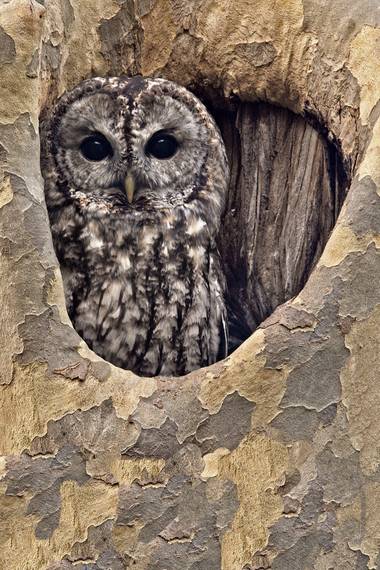 Ignicapillus en Hamelin: Fauna, Strix aluco Linnaeus, 1758, Cárabo común (Strix aluco)

Su lúgubre reclamo puede oírse con frecuencia y es una de las aves...