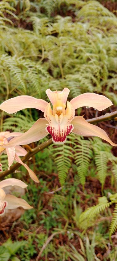 kevin florez ciro en Hamelin: Flora  (El Retiro), #orquidea #orchidaceae  #planta terrestre, 10 cm de emvergadura, plena exposicion solar #plants #flower #...