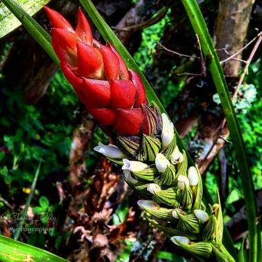 dalygordillo17 en Hamelin: Flora, Guzmania monostachia, Bromelia
#flora