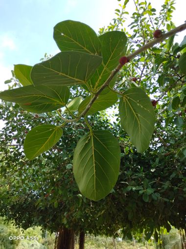 Solerantonio2 en Hamelin: Flora  (Almería), Ficus benghalensis, Planta