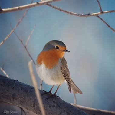 Yatoma66 en Hamelin: Fauna  (Madrid), Erithacus rubecula witherbyi Hartert, 1910, Los petirrojos nos alegran el día  a pesar de la nieve.
#invierno20 