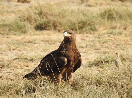 olaya96fg en Hamelin: Fauna  (Nakuru), Aquila rapax (Temminck, 1828), #Aves21