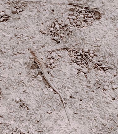 Solerantonio2 en Hamelin: Fauna  (AL-3115), Reptil