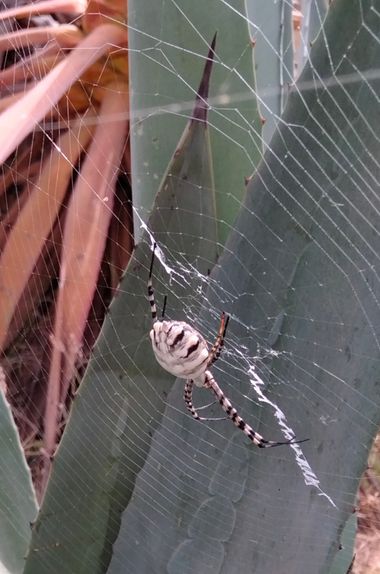 Solerantonio2 en Hamelin: Fauna  (Níjar), Aracnido