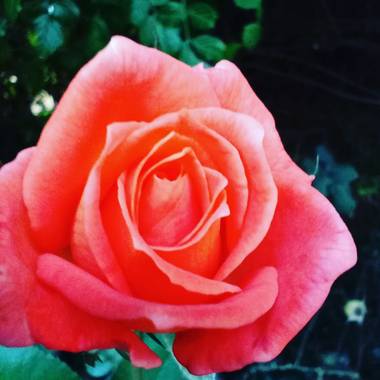 julietapasquato en Hamelin: Flora, Rosa chinensis