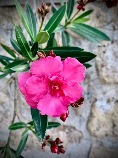 carogv1995 en Hamelin: Flora  (Archena), Nerium oleander, #baladre 
#rosarosae 