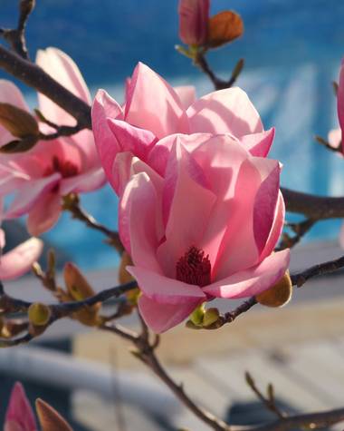 Georginaag en Hamelin: Flora  (Tordera), Magnolia × soulangeana, #flor #magnolio #macroflower #flora21 