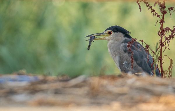 manuel.manzano32 en Hamelin: Fauna, Nycticorax nycticorax (Linnaeus, 1758)