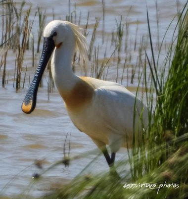 ARTURO  en Hamelin: Fauna  (El Prat de Llobregat), Platalea leucorodia Linnaeus, 1758, #espatulacomun