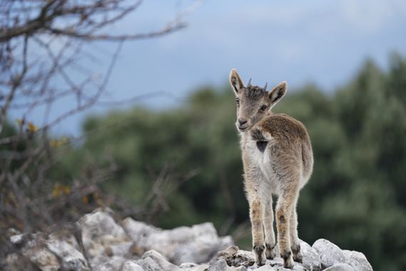 Kikojimenez1977 en Hamelin: Fauna 
