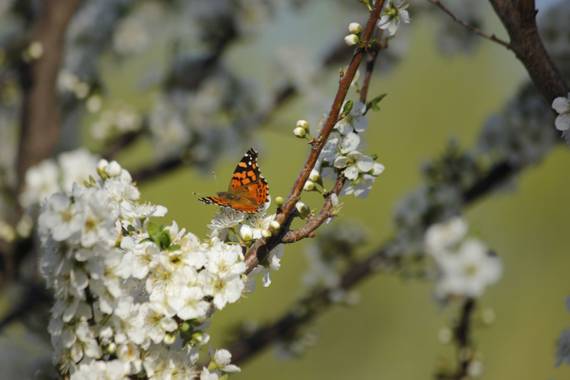 julibernal en Hamelin: Fauna  (Río Cuarto)