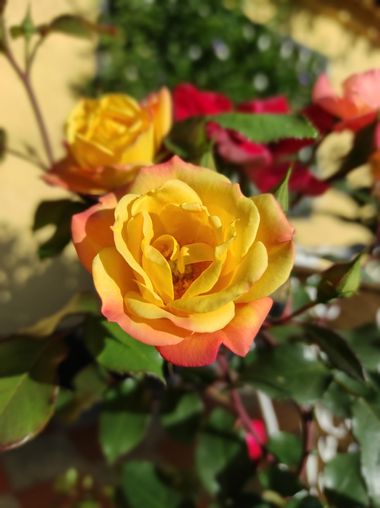 Krished en Hamelin: Flora, Rosa spp., Amarillo