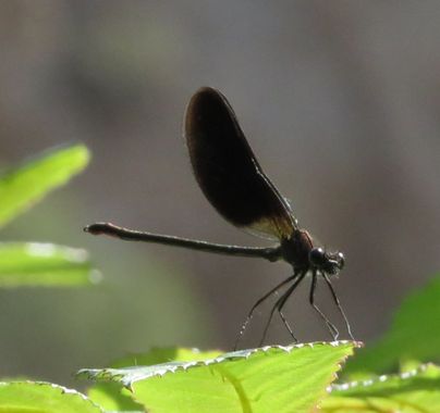 Solerantonio2 en Hamelin: Fauna  (Sorbas), Insecto