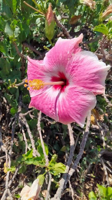 Solerantonio2 en Hamelin: Flora  (Almeria), Planta