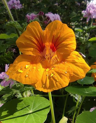 aidalzira en Hamelin: Flora  (Valencia), Tropaeolum majus L., #flora21 #flora 
La capuchina, taco de reina, espuela de galán, flor de la sangre, llagas de ...