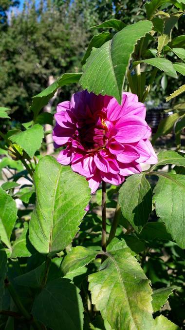 𝐕𝐄𝐑𝐎𝐍𝐈𝐂𝐀 en Hamelin: Flora, Dahlia pinnata, #flor