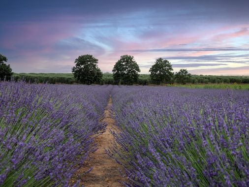 carolasantin4 en Hamelin: Paisaje  (Carmona), #landscape #landscapephotography #paisaje #campodelavanda #lavanda #lavenderfields 