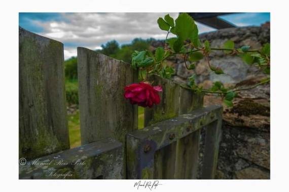 Manuropo39 en Hamelin: Flora  (Soba), #Flora21