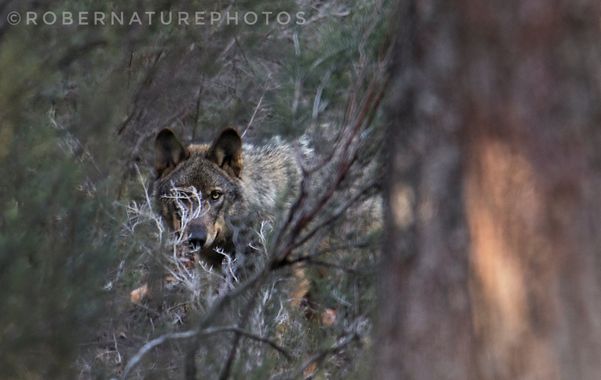 Robernaturephotos en Hamelin: Fauna  (Cobreros), Un lobo se refugia entre la maleza, ahora con la pérdida de la Sierra de la Culebra, uno de los enclaves d...