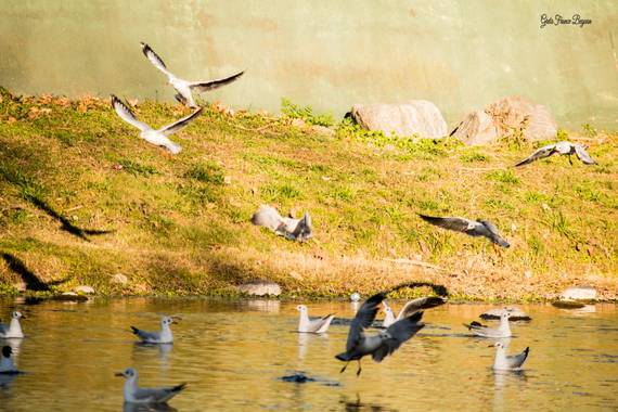 Greta franco beguan en Hamelin: Fauna  (Calamuchita), Chroicocephalus maculipennis (Lichtenstein, 1823), #Nikon #Aves
#Landscape #Paisajes 
#Rio #River #Vi...