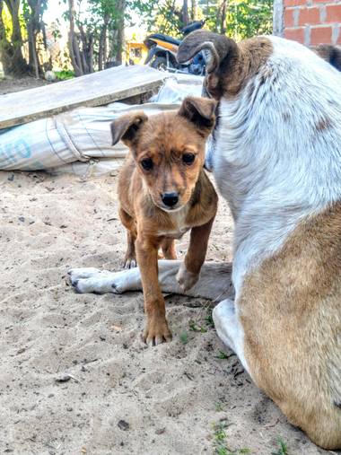 alejandrogeorgeos en Hamelin: Fauna  (Gobernador Castro), Cachorro mestizo junto a su madre