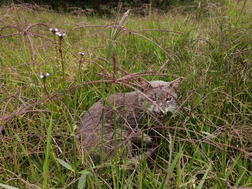 Lorenavallejo27 en Hamelin: Fauna  (Garagoa), #Gato #misifu #casero #colombia #boyacá #Garagoa #mícasa