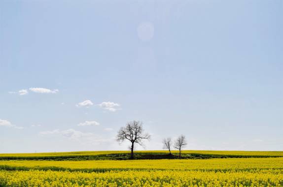 Azulmarino  en Hamelin: Paisaje  (Gurb), Campos de colza #frommypointofview #colza #campo #amarillo #primavera 