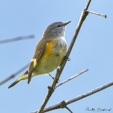 Jairo Cadavid en Hamelin: Fauna  (Cocorná), Setophaga ruticilla, Setophaga ruticilla/Candelita Norteña
Orden: Passeriformes	
Familia: Parulidae
Fecha de Re...