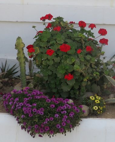 Solerantonio2 en Hamelin: Flora  (Almería), Plantas