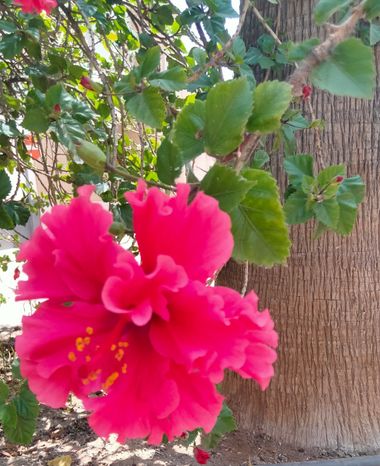 Solerantonio2 en Hamelin: Flora  (Calle Celia), Planta