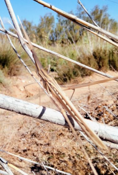 Solerantonio2 en Hamelin: Fauna  (Níjar), Saltamontes narigudo