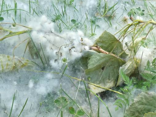 mariale en Hamelin: Flora, 📸 #marialemdza 
#chopo #PelusaDeChopo #BellezaNatural #FloresSilvestres
Provincia de Zamora, primavera 2021.
