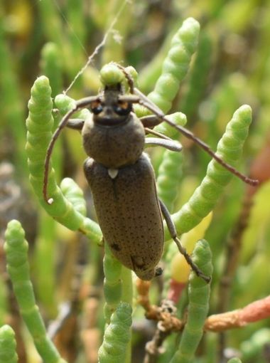 Solerantonio2 en Hamelin: Fauna  (Cabo de Gata), Insecto