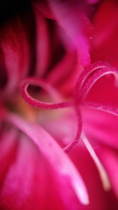 Mararuizasensio en Hamelin: Flora  (Marbella), #flora #supermacro #flor #macro #macro_captures_ #zoom 