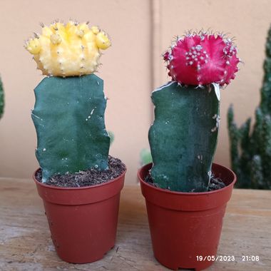 @nicorhbg en Hamelin: Flora  (Daimiel), Gymnocalycium mihanovichii