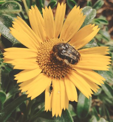 Solerantonio2 en Hamelin: Fauna  (Almería), Insecto