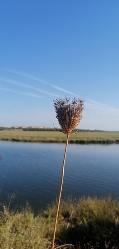 Michelle Quirós  en Hamelin: Flora  (Huelva), #midiariovisual