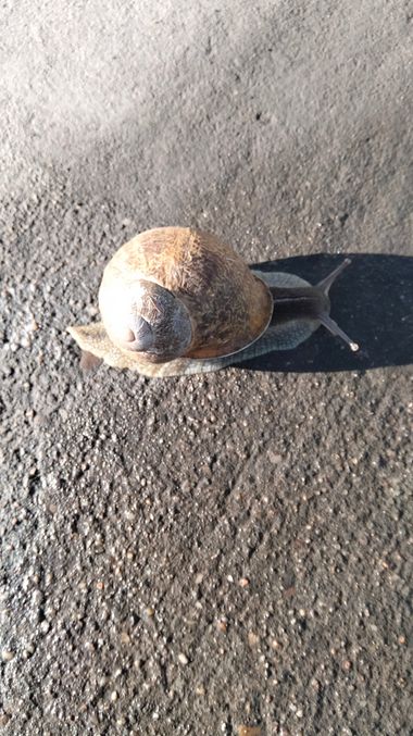 Solerantonio2 en Hamelin: Fauna  (Almería), Caracol