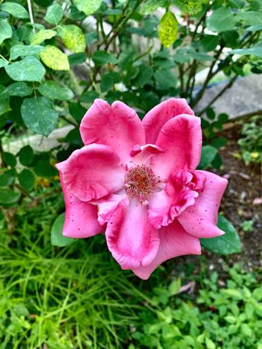 carogv1995 en Hamelin: Flora  (Archena), #rosa 
#rosae 