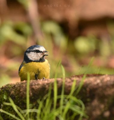 AndreaGM en Hamelin: Fauna, Cyanistes caeruleus (Linnaeus, 1758), 🍁Herrerillo común (Cyanistes caeruleus) 🦋