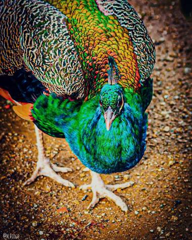 MonniiDiogo en Hamelin: Fauna  (Fuentes de Oñoro), Pavo cristatus Linnaeus, 1758, #aves21 #fauna #nature 
